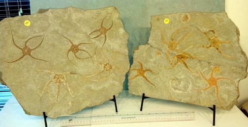 Starfish 350.jpg